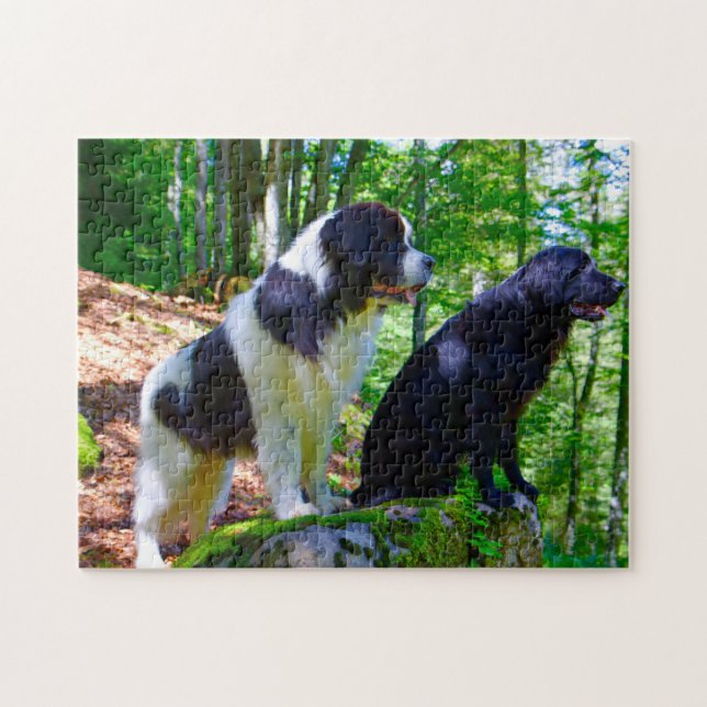 Puzzle Perro Landseer. (Horizontal)