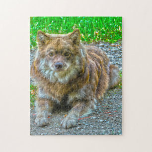Puzzle Perro Lapphund.