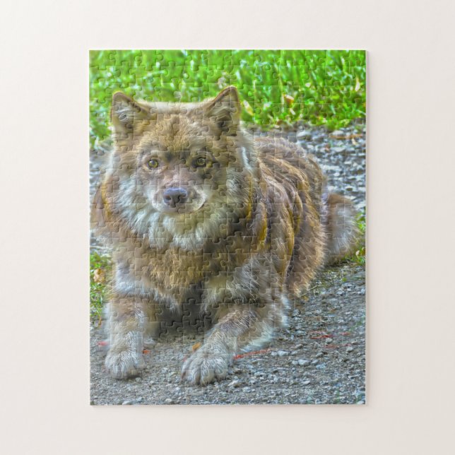 Puzzle Perro Lapphund. (Vertical)