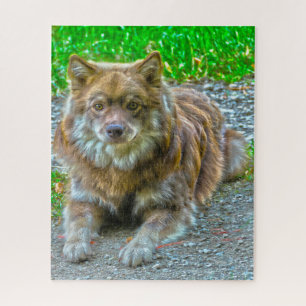 Puzzle Perro Lapphund.