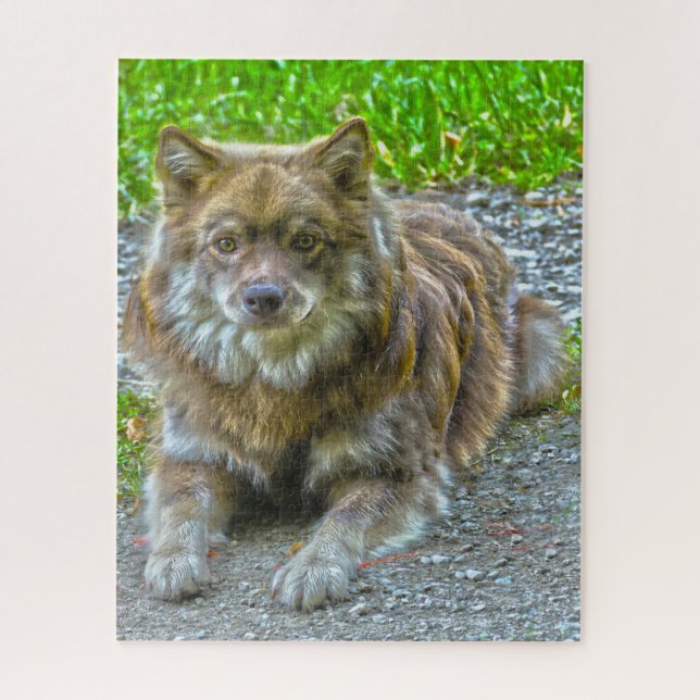 Puzzle Perro Lapphund. (Vertical)