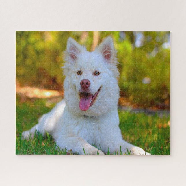 Puzzle Perro Lapphund. (Horizontal)