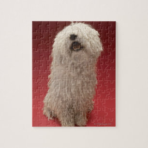 Puzzle Perro lindo de Komondor