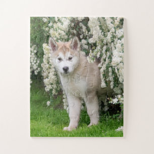 Puzzle Perro malamute de Alaska en foto de flores
