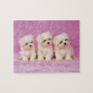 Puzzle Perro maltés; es una pequeña raza de perro blanco