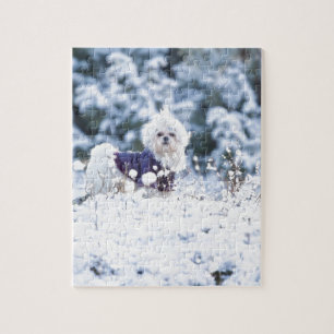 Puzzle Perro maltés lindo