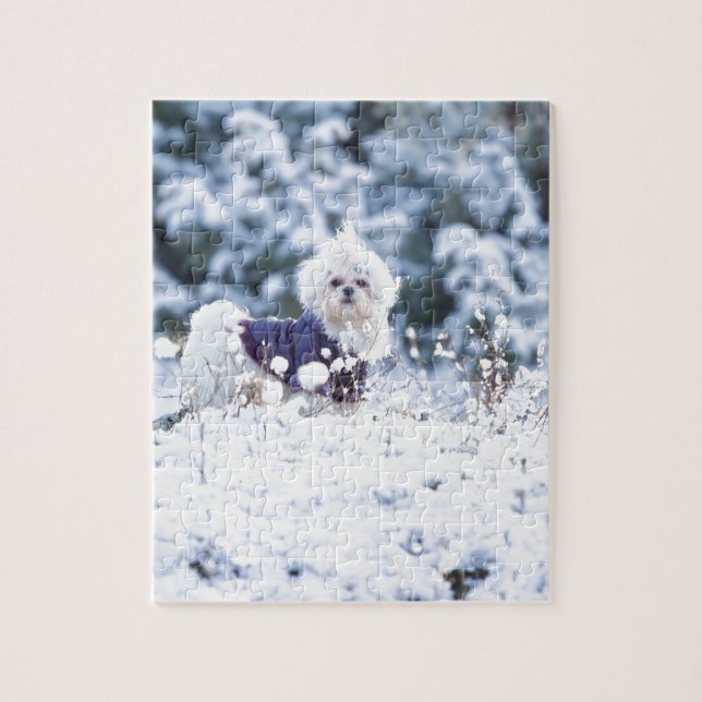 Puzzle Perro maltés lindo (Vertical)