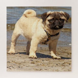 Puzzle perro, mascota, lindo, animal, raza, rompecabezas,