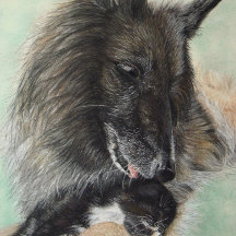 perro pastor belga acurrucarse gatito negro