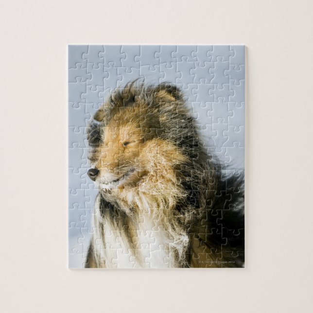 Puzzle Perro pastor de Shetland (Vertical)