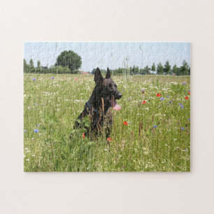 Puzzle Perro pastor holandés en un campo