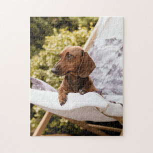 Puzzle Perro Pequeño Más Weiner Que Se Mueve Al Sol