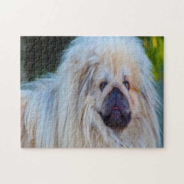 Puzzle Perro pequinés. (Horizontal)