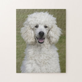 Puzzle Perro picante de caniche blanco esponjoso