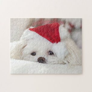Puzzle Perro picante maltés blanco y esponjoso en un Somb