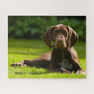 Puzzle Perro Pointer Alemán.