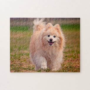 Puzzle Perro Pomerania.