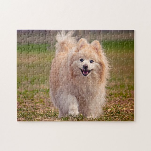 Puzzle Perro Pomerania. (Horizontal)