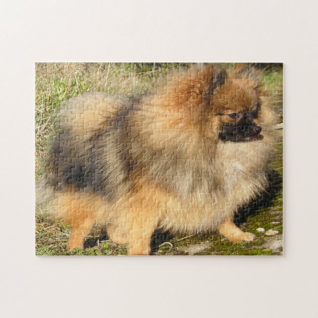 Puzzle Perro Pomerania. (Horizontal)