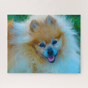 Puzzle Perro Pomerania.