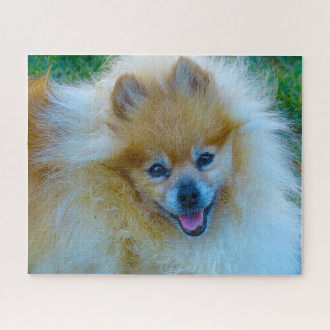 Puzzle Perro Pomerania. (Horizontal)