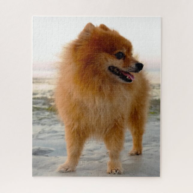 Puzzle Perro Pomerania. (Vertical)