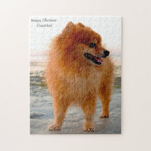 Puzzle Perro Pomerania.