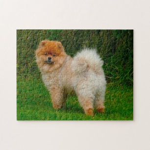 Puzzle Perro Pomerania Spitz Enano.