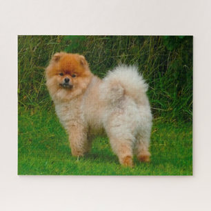 Puzzle Perro Pomerania Spitz Enano.