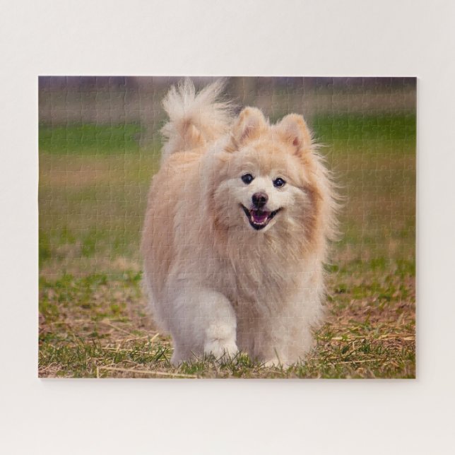 Puzzle Perro Pomeraniano. (Horizontal)