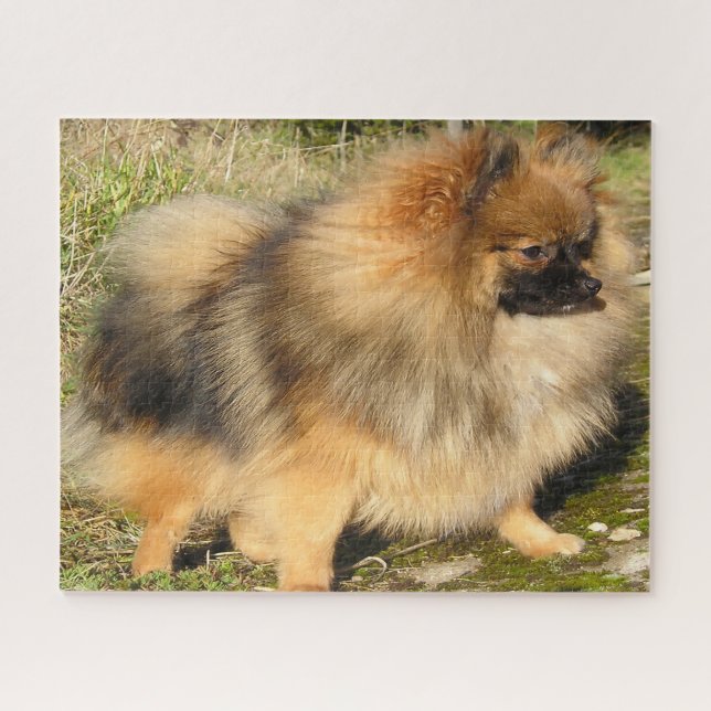 Puzzle Perro Pomeraniano. (Horizontal)