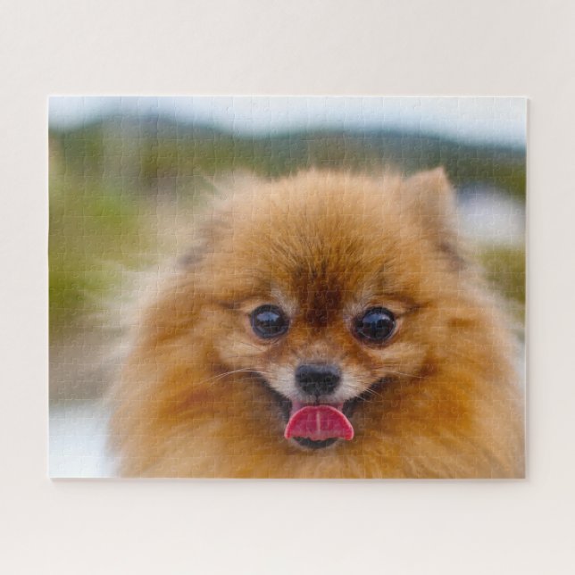 Puzzle Perro Pomeraniano. (Horizontal)