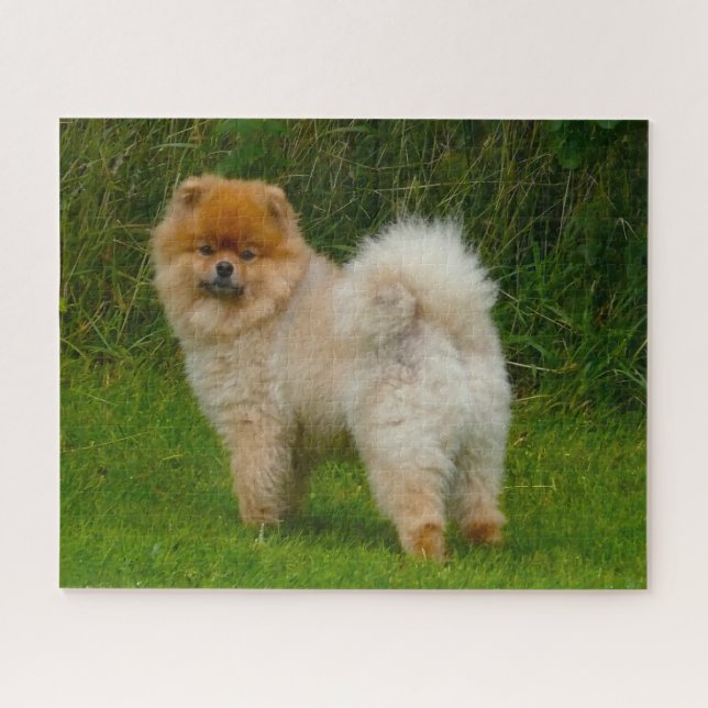 Puzzle Perro pomerano enano Spitz. (Horizontal)