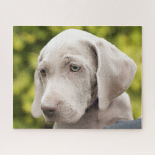 Puzzle Perro porcino de Weimaraner