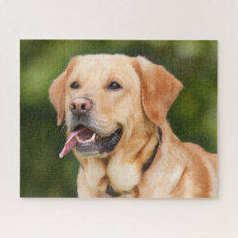Puzzle Perro recuperador de labrador amarillo - Laborator