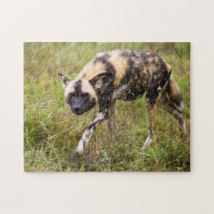 Puzzle Perro Salvaje Africano (Lycaon Pictus), Madikwe Ga
