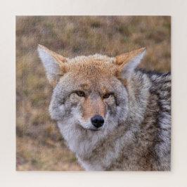 Puzzle Perro salvaje Coyote
