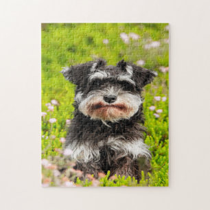 Puzzle Perro Schnauzer Jigsaws.