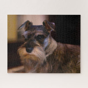 Puzzle Perro Schnauzer Jigsaws.