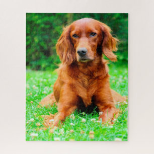 Puzzle Perro Setter Irlandés.