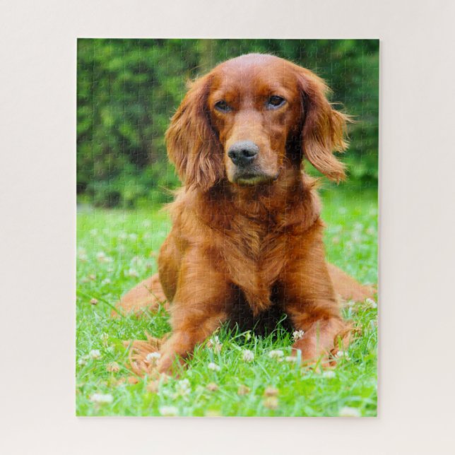 Puzzle Perro Setter Irlandés. (Vertical)