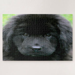 Puzzle Perro Terranova.