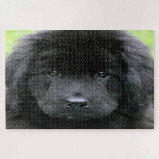 Puzzle Perro Terranova. (Horizontal)