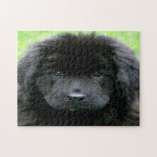 Puzzle Perro Terranova.