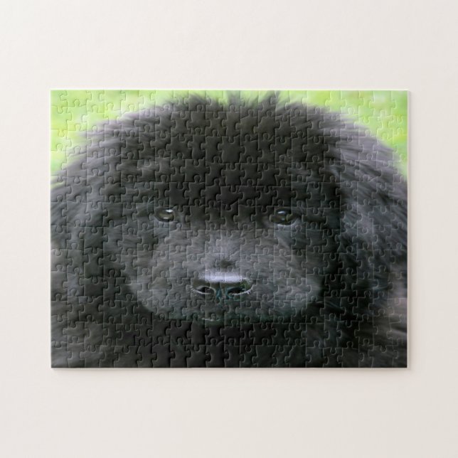 Puzzle Perro Terranova. (Horizontal)