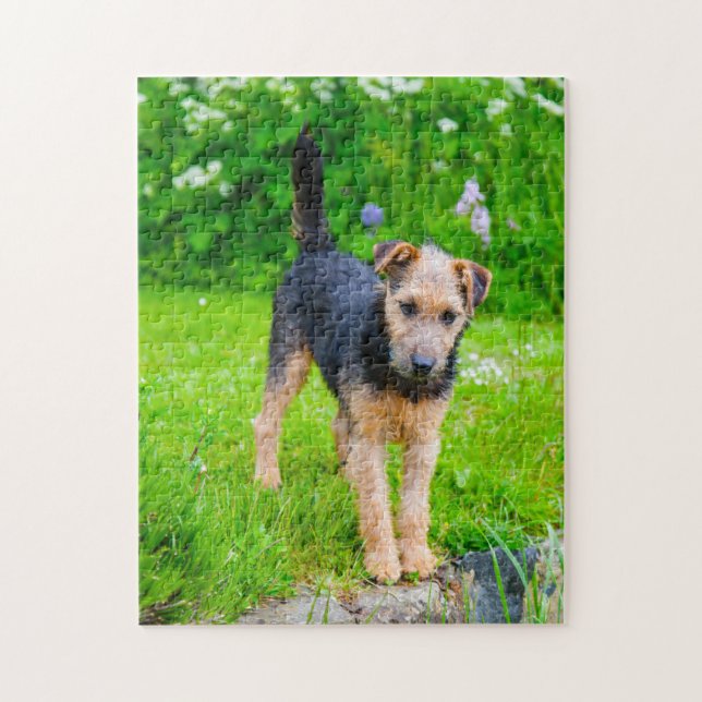 Puzzle Perro Terrier de Lakeland. (Vertical)