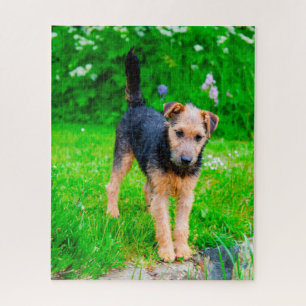 Puzzle Perro Terrier de Lakeland.