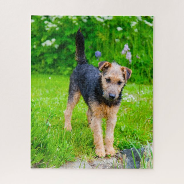 Puzzle Perro Terrier de Lakeland. (Vertical)