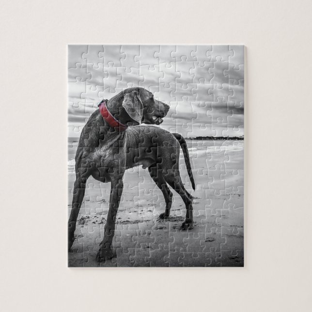 Puzzle Perro Weimaraner (Vertical)