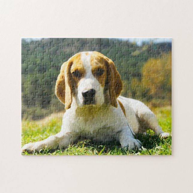 Puzzle Perros Beagle. (Horizontal)